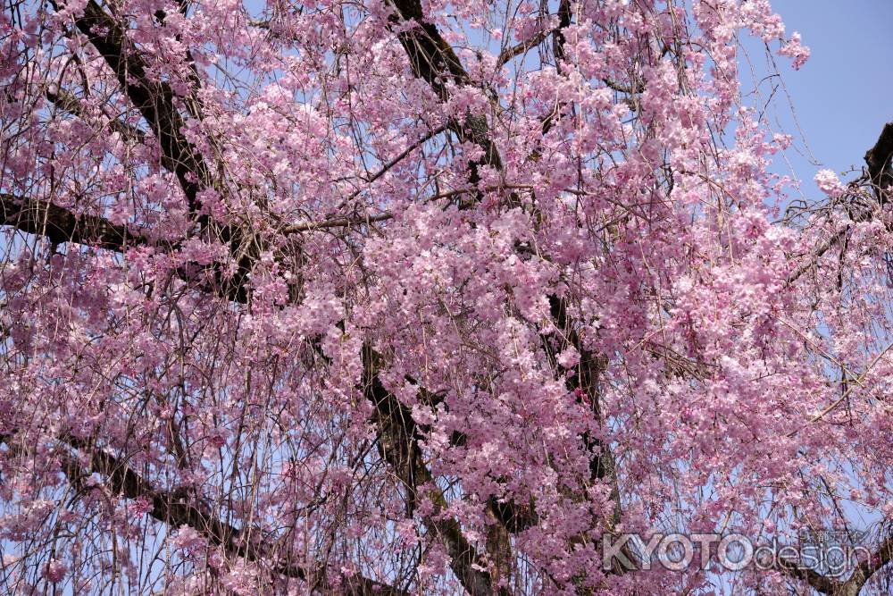 養源院の桜13