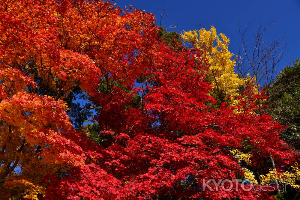 上賀茂神社の紅葉