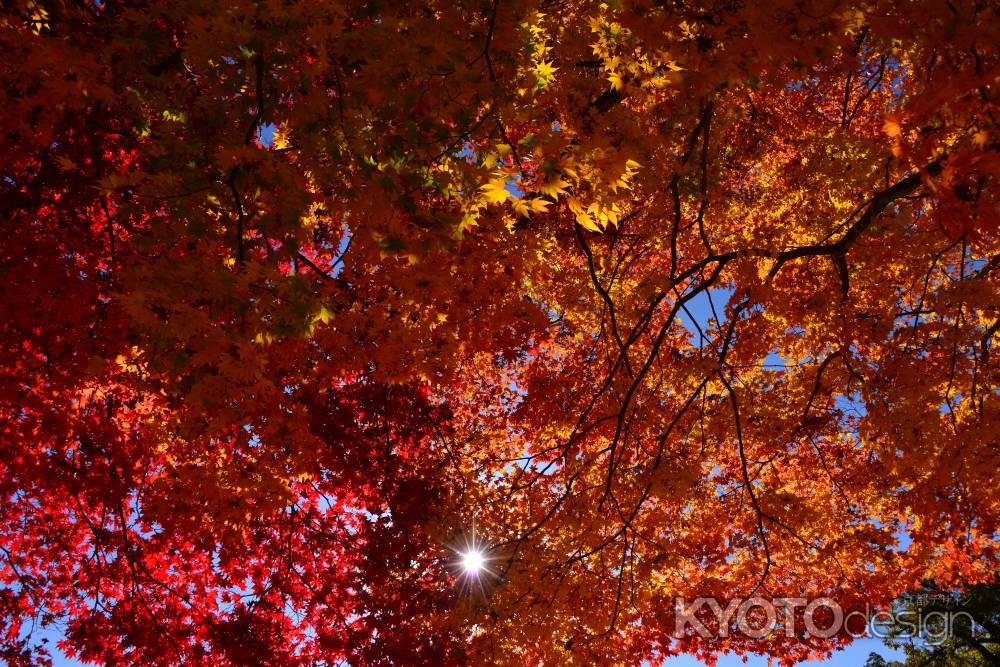 上賀茂神社の紅葉