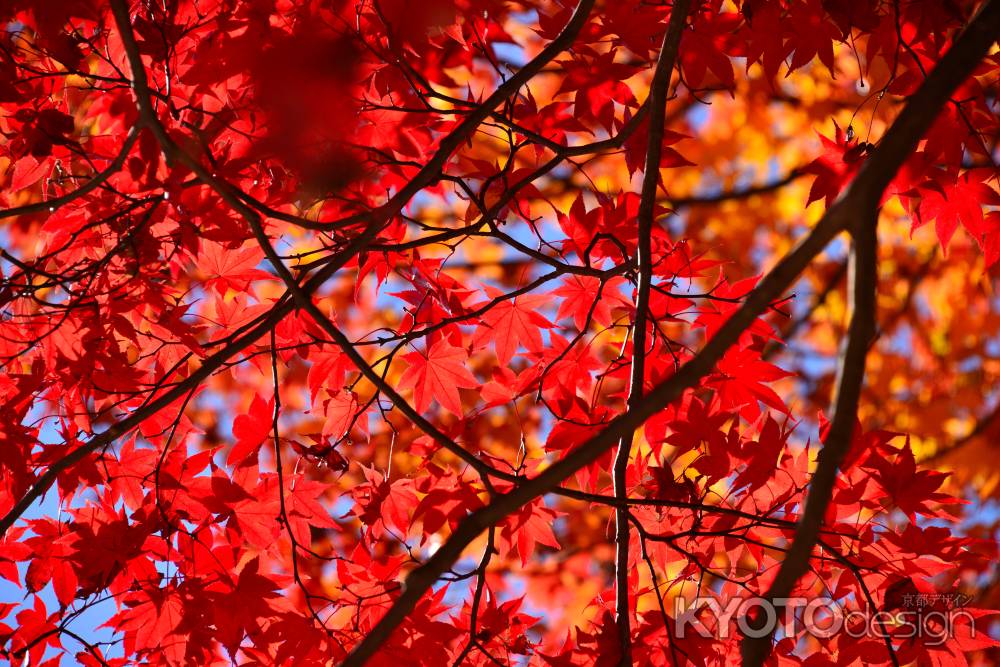 上賀茂神社の紅葉