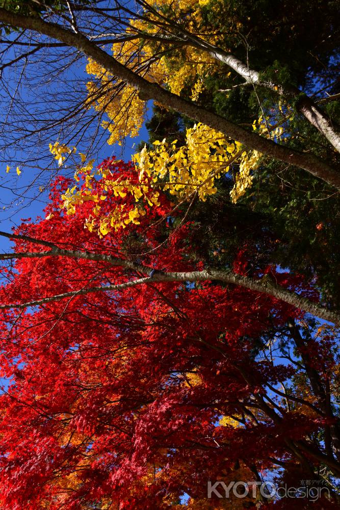 上賀茂神社の紅葉