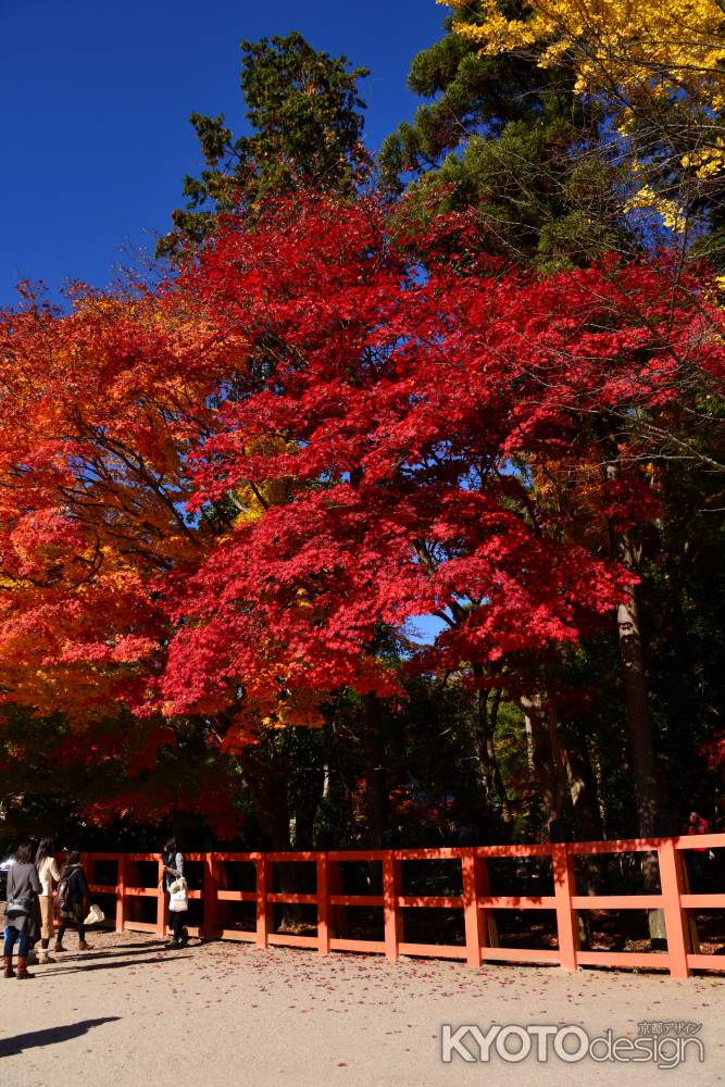 上賀茂神社の紅葉