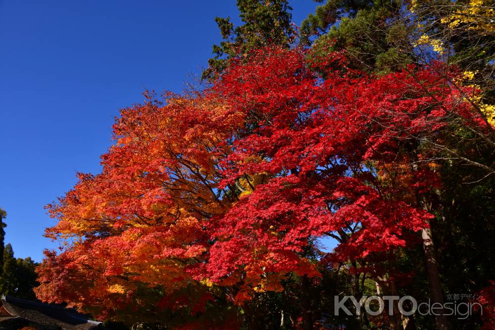 上賀茂神社の紅葉