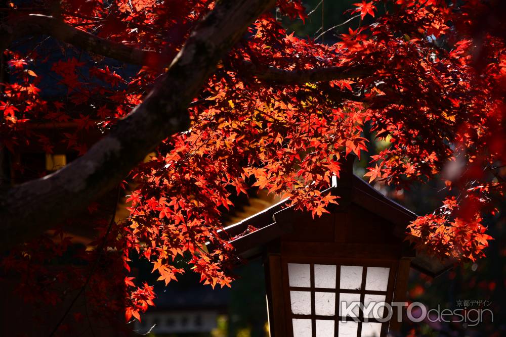 上賀茂神社の紅葉