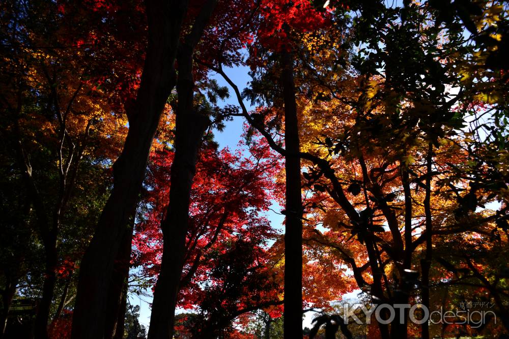 上賀茂神社の紅葉