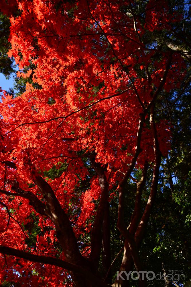 上賀茂神社の紅葉