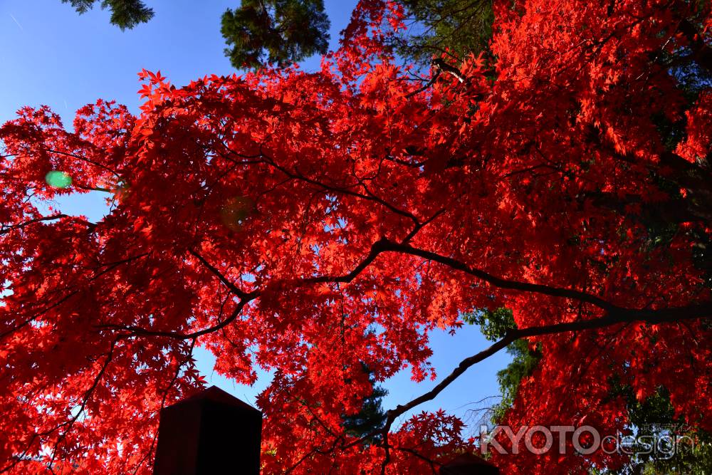 上賀茂神社の紅葉