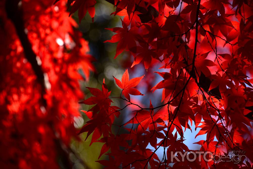 上賀茂神社の紅葉