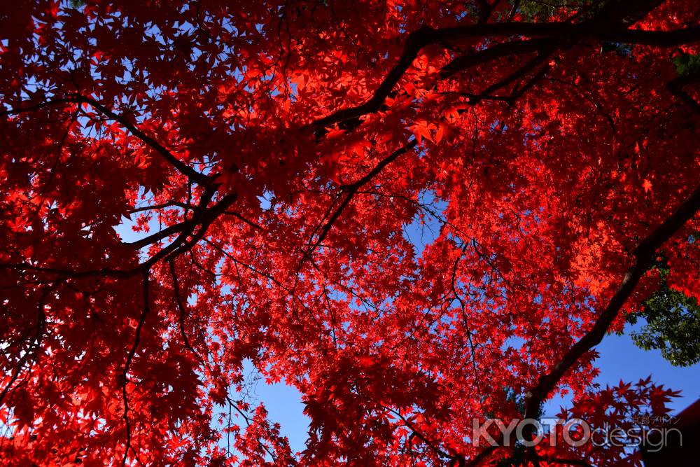 上賀茂神社の紅葉