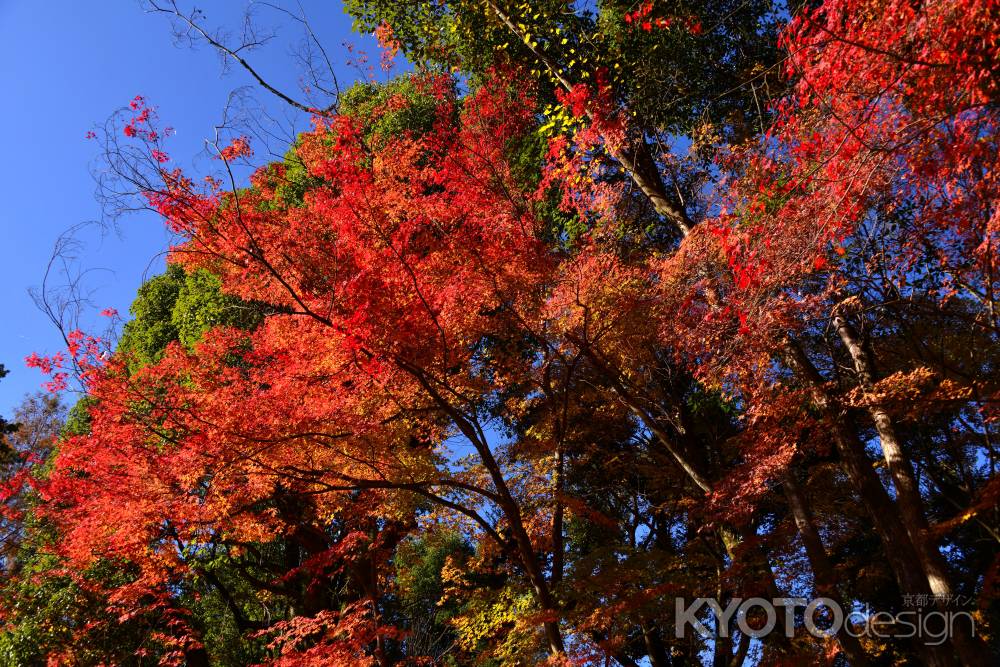 上賀茂神社の紅葉