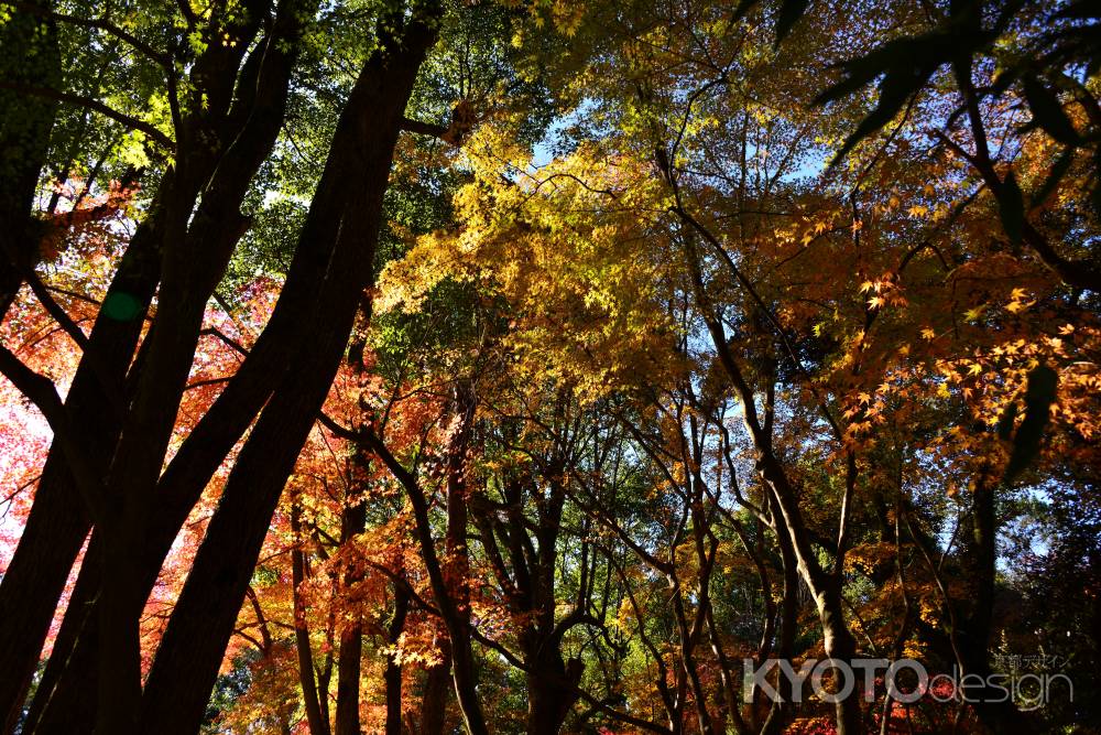 上賀茂神社の紅葉