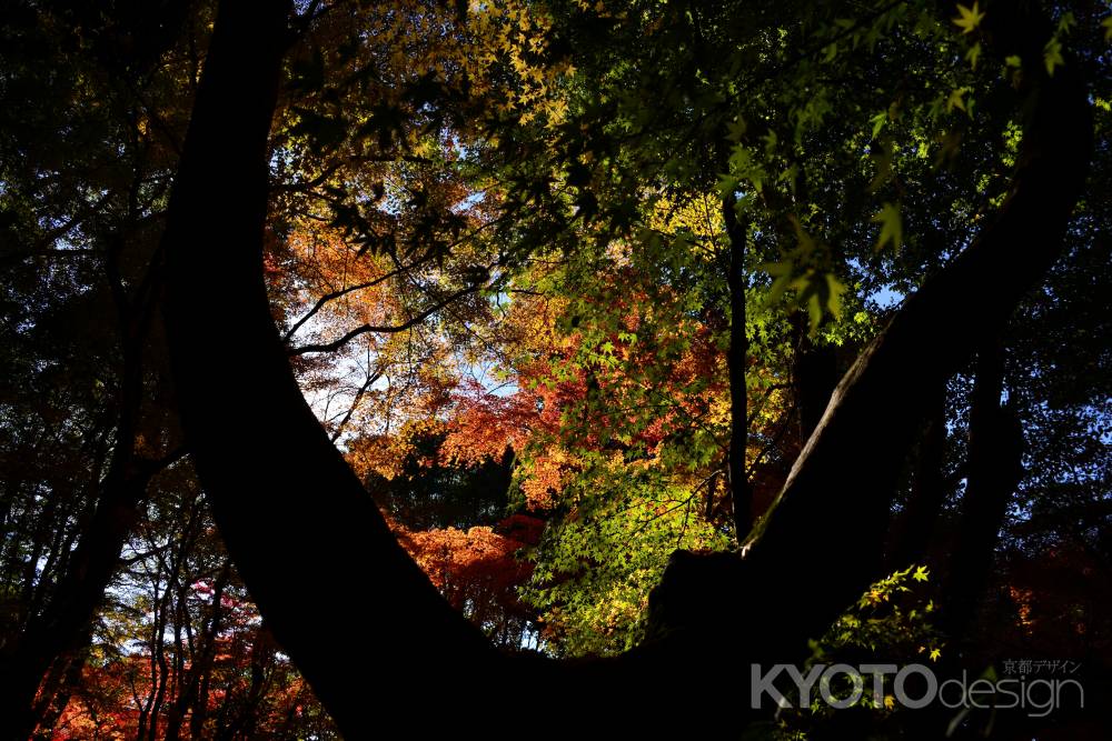 上賀茂神社の紅葉