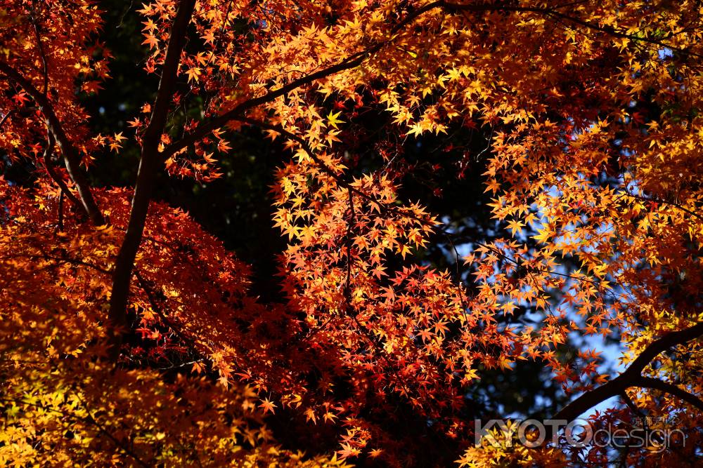 上賀茂神社の紅葉