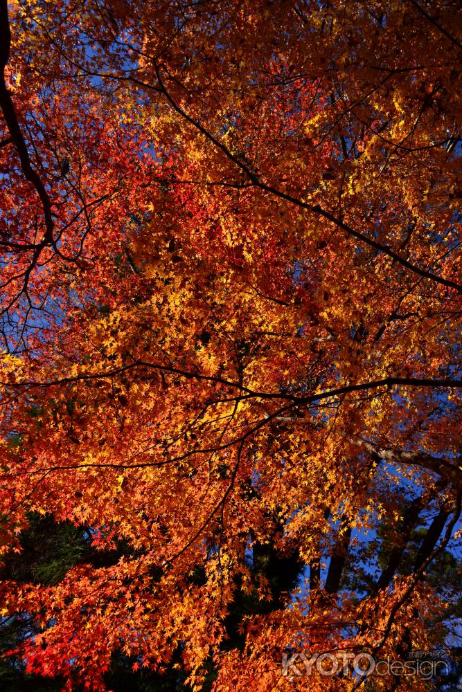 上賀茂神社の紅葉