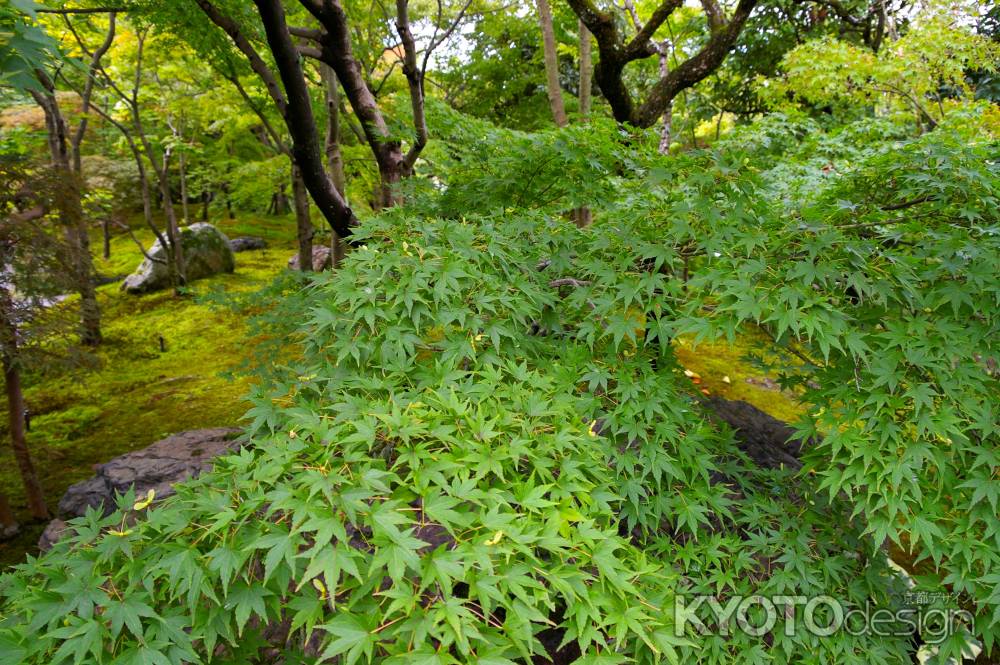 夏の永観堂の風景4