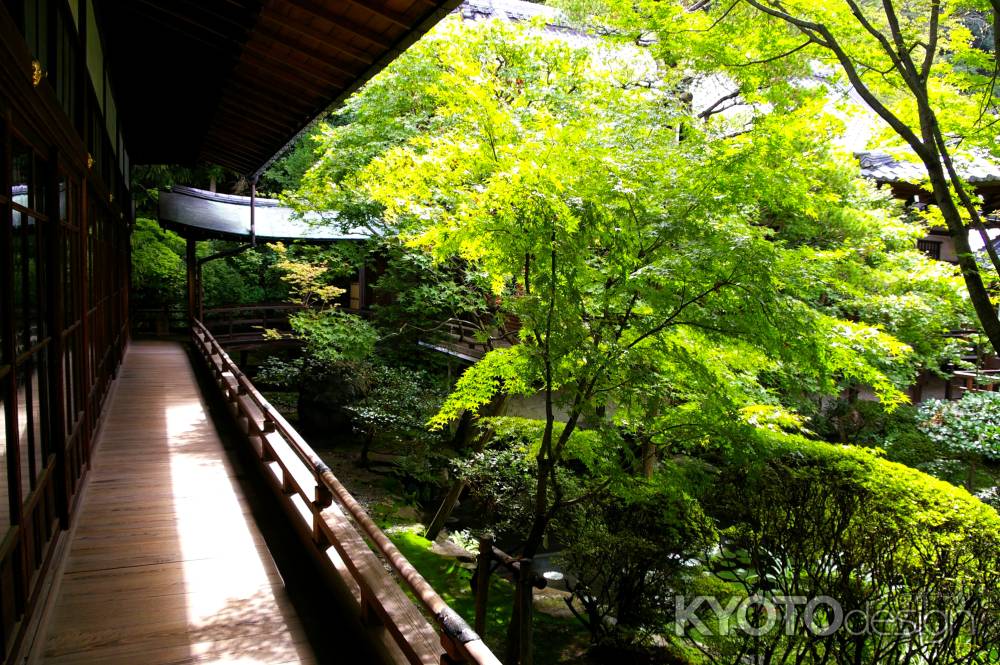 夏の永観堂の風景7