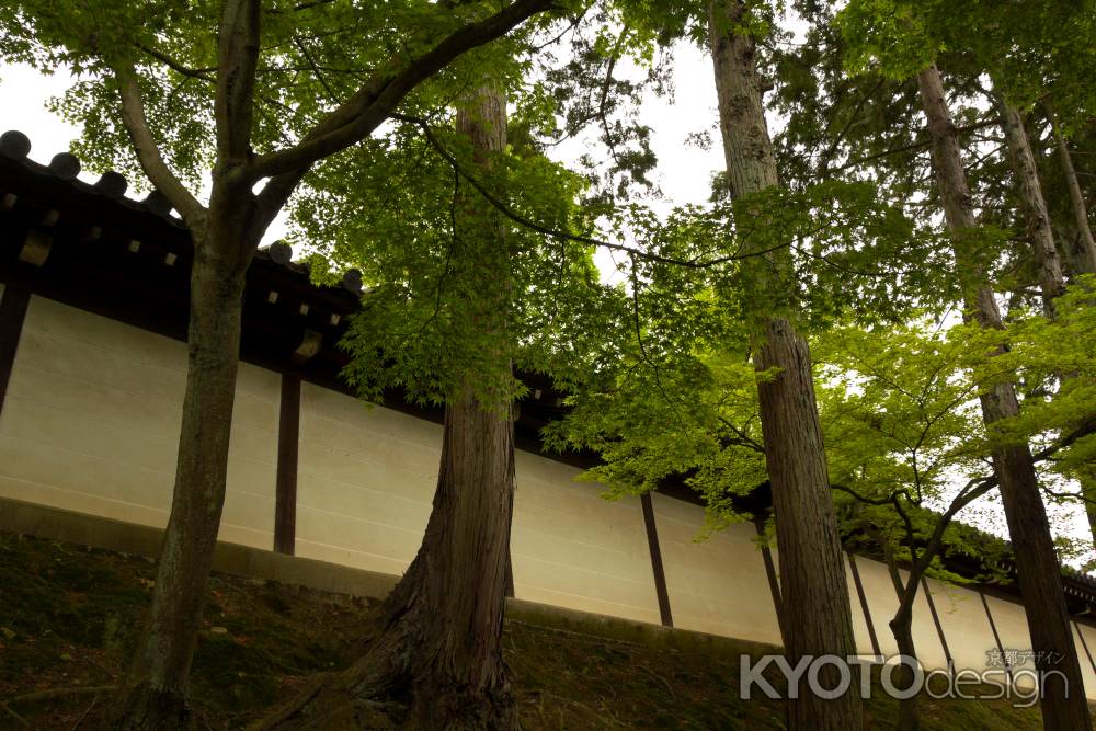 新緑の東福寺1