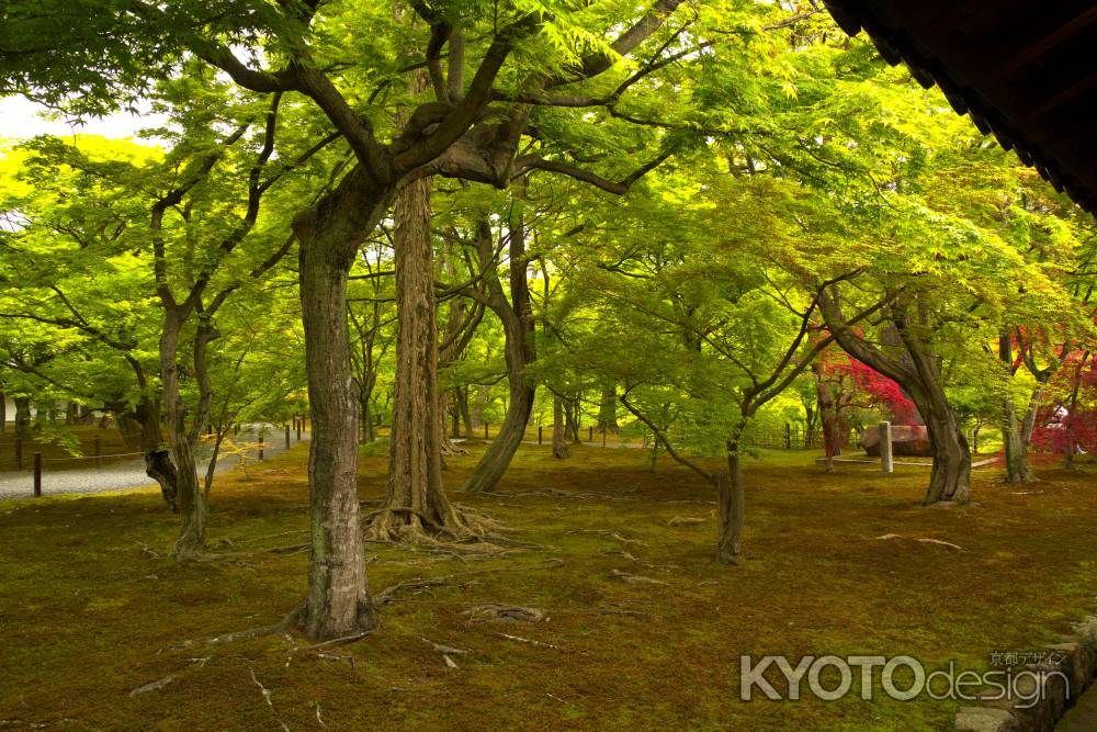 新緑の東福寺5