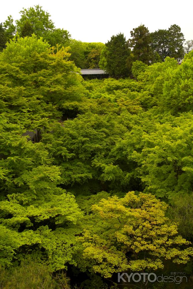 新緑の東福寺13