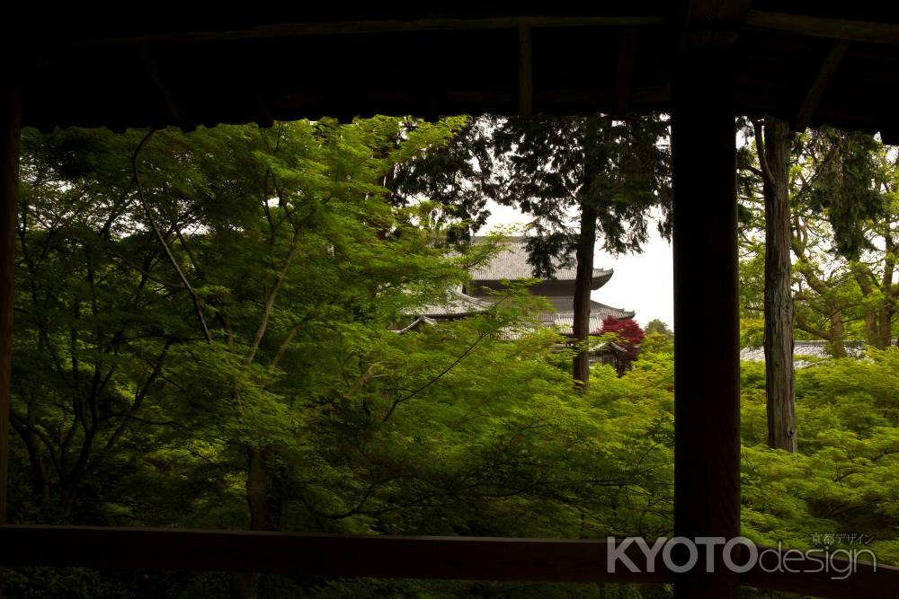 新緑の東福寺21