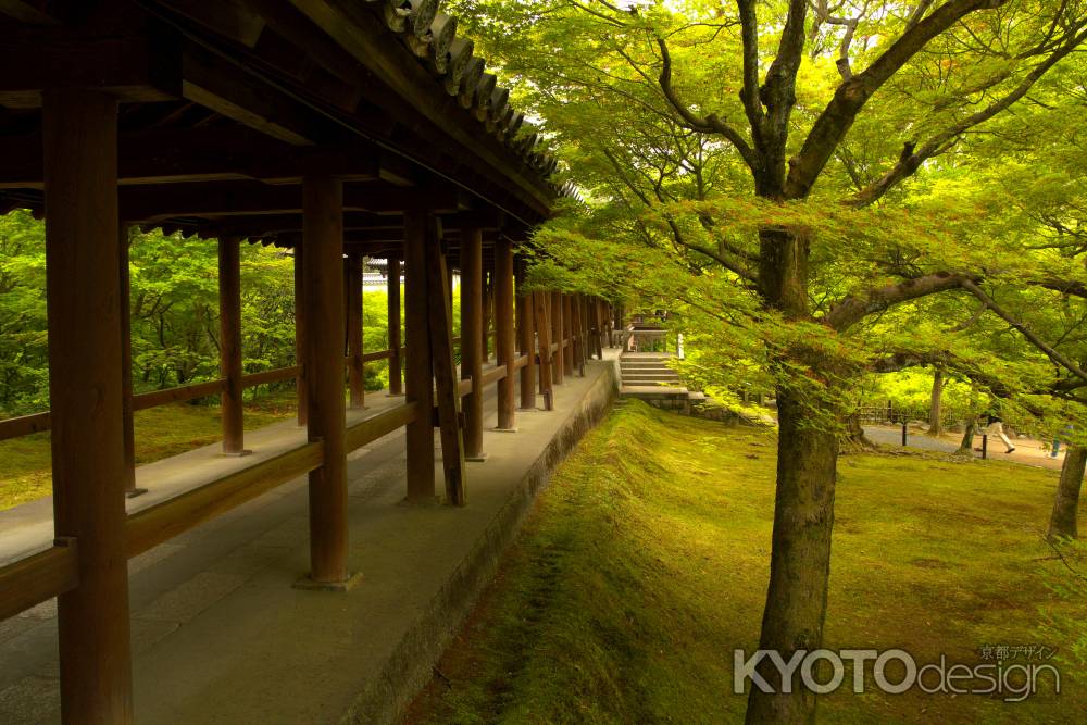 新緑の東福寺24