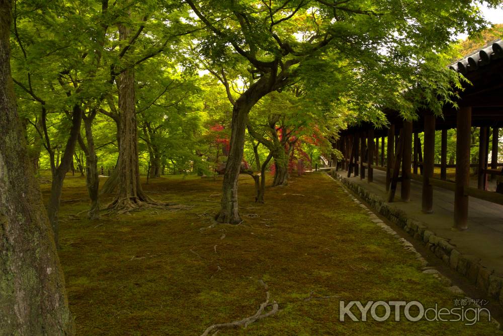 新緑の東福寺32