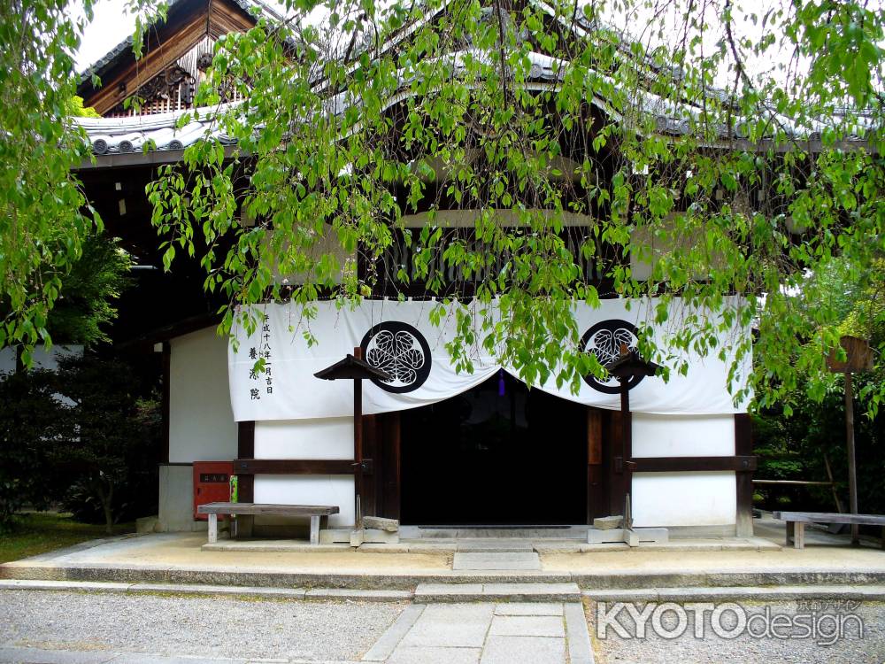 新緑の養源院3