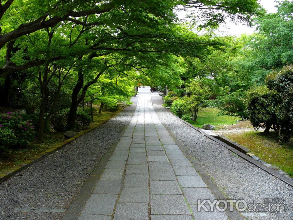 新緑の養源院6