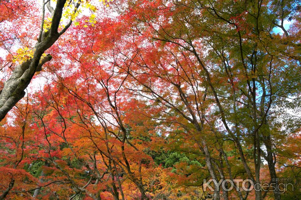 神護寺の紅葉3