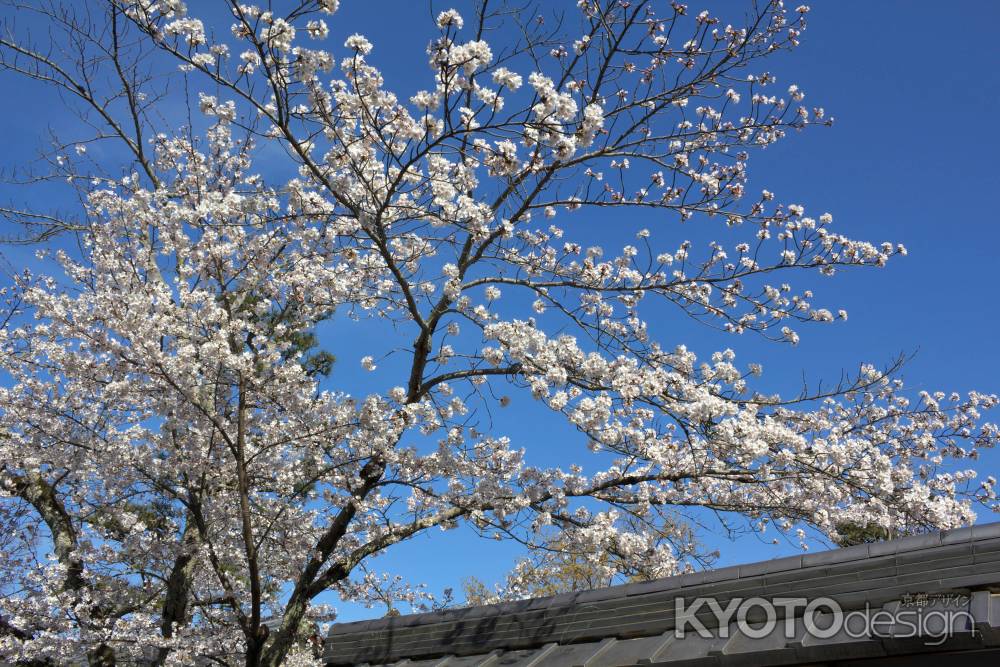 天龍寺の桜1