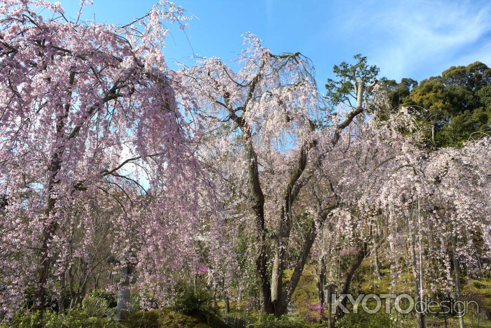 天龍寺の桜2