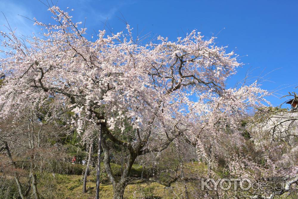 天龍寺の桜3