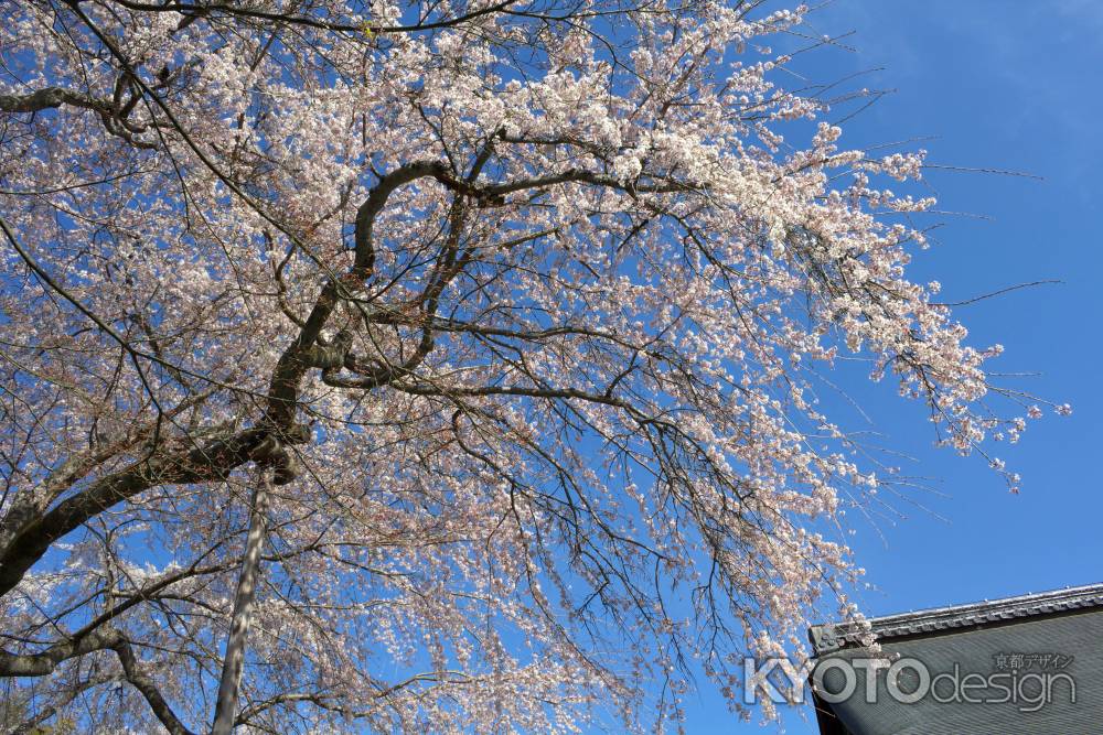 天龍寺の桜4