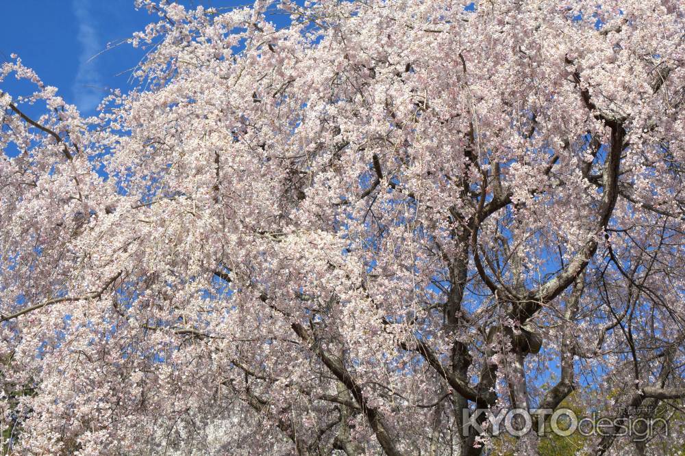 天龍寺の桜5