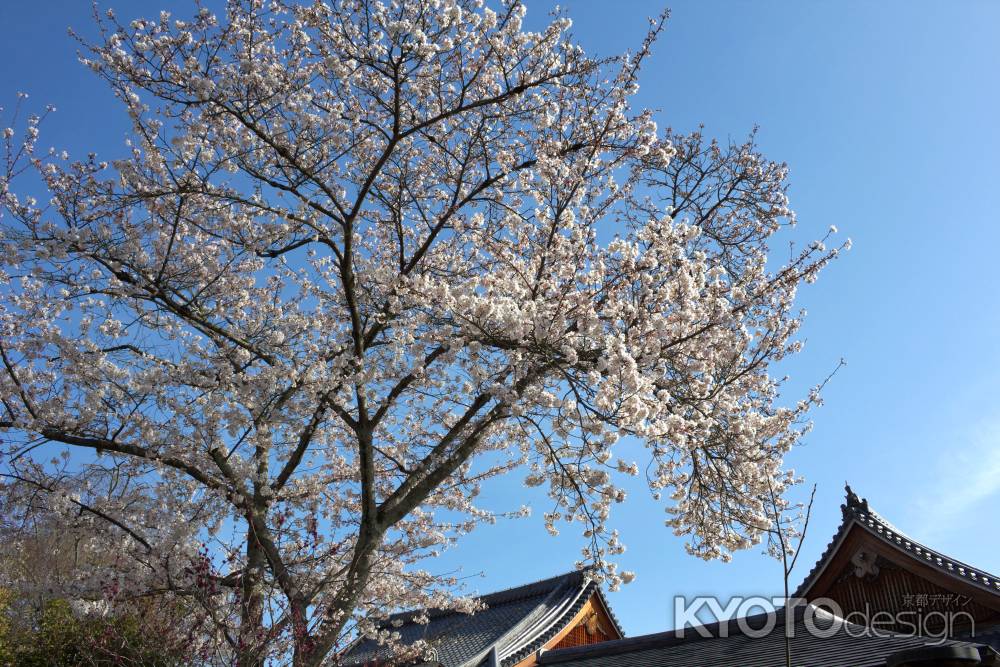 天龍寺の桜6