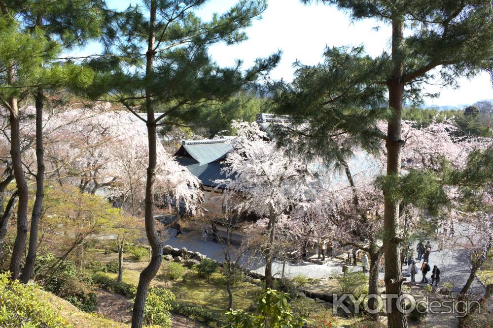 天龍寺の桜8