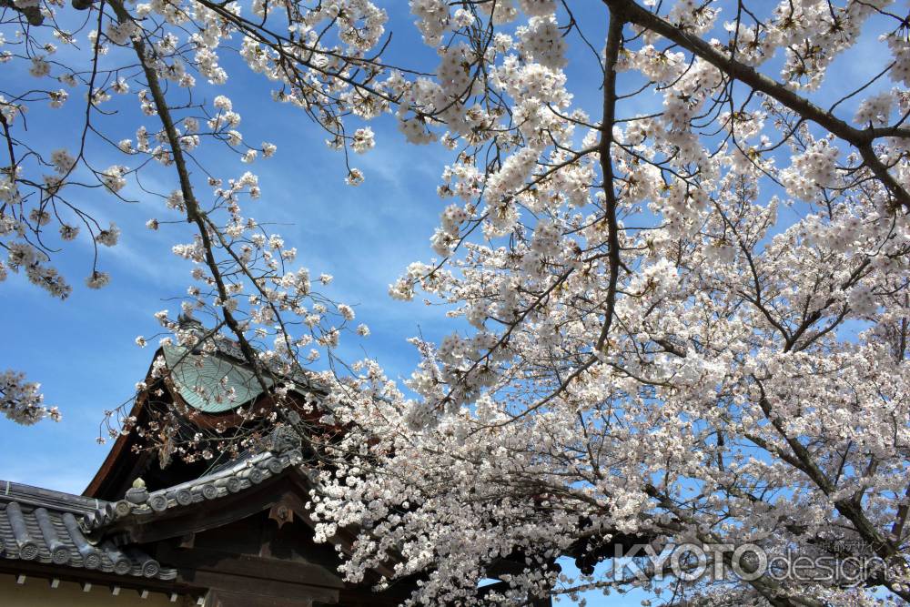 天龍寺の桜11