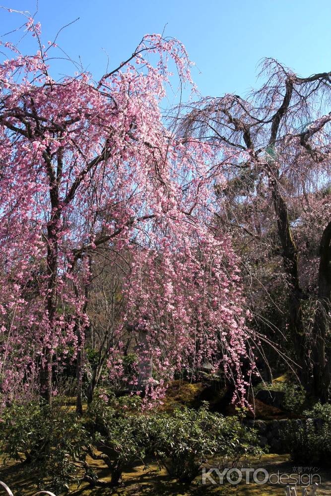 天龍寺の桜13