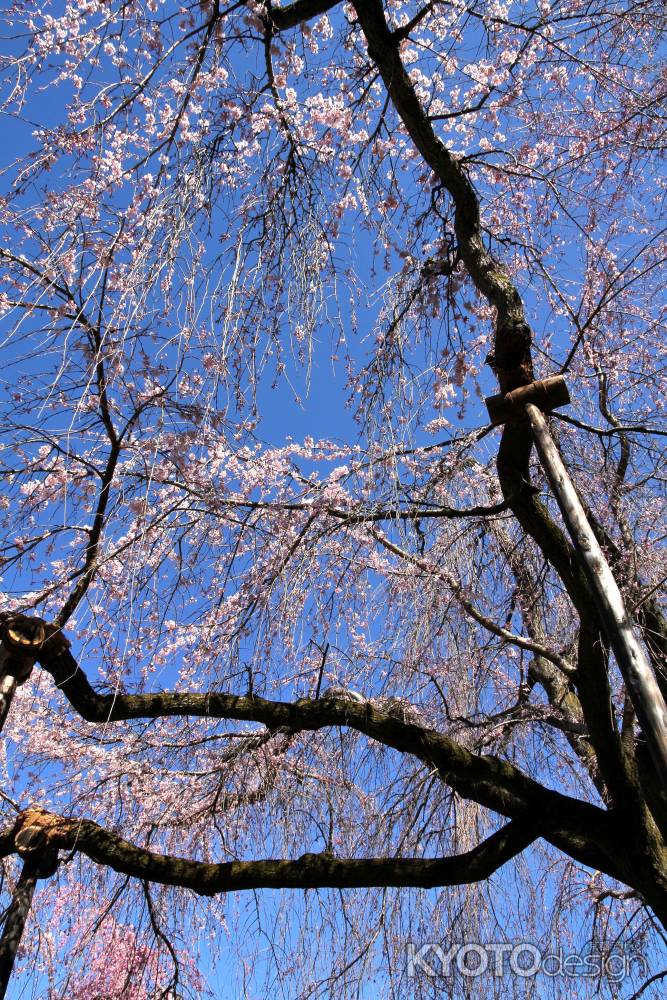 天龍寺の桜14