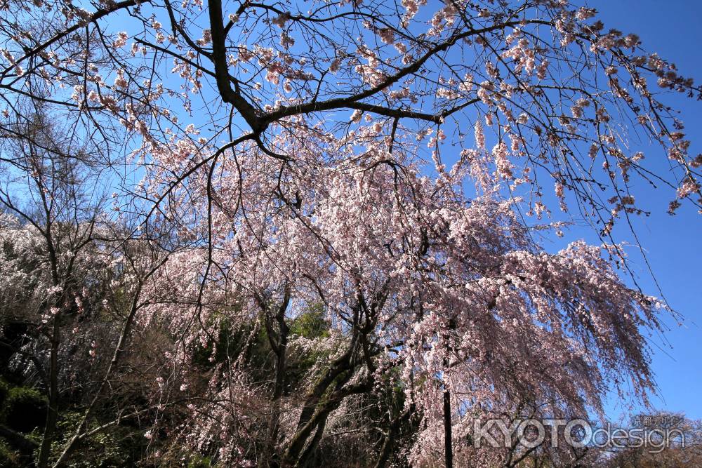 天龍寺の桜16