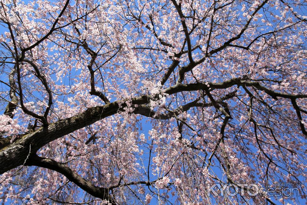 天龍寺の桜18