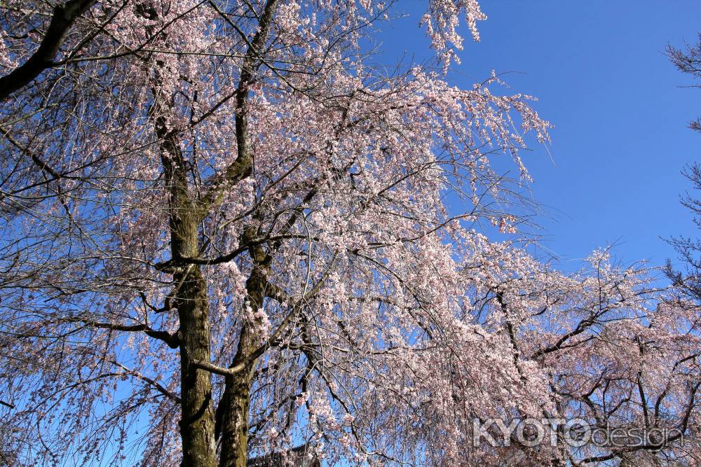 天龍寺の桜19