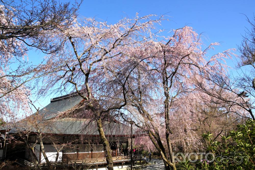 天龍寺の桜20