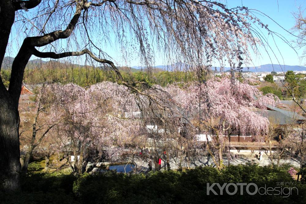 天龍寺の桜22