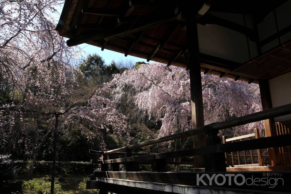 天龍寺の桜23