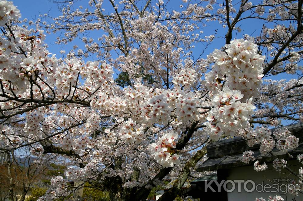 天龍寺の桜24