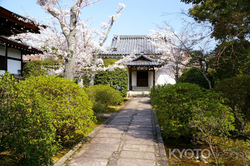 天龍寺の桜26