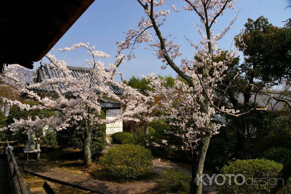 天龍寺の桜27