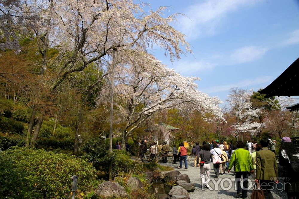 天龍寺の桜28