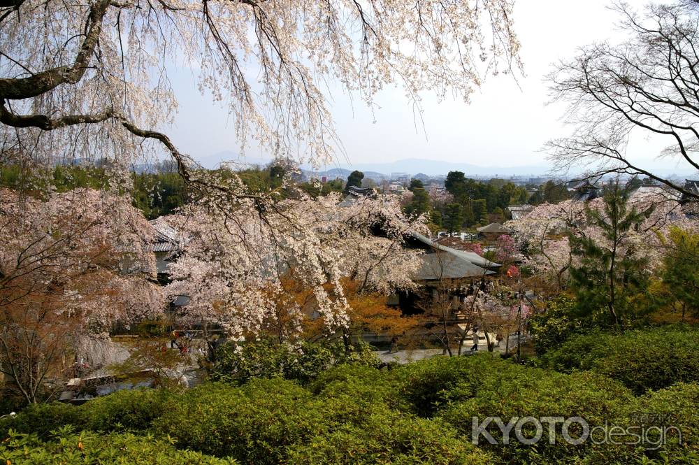 天龍寺の桜32